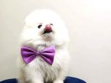 Teddy Face Pomeranian Bol Tüylü Pomeranian Yavrular
