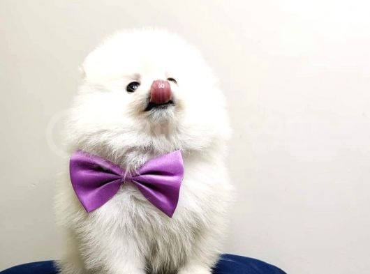 Teddy Face Pomeranian Bol Tüylü Pomeranian Yavrular görsel