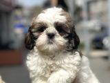 Bebek Surat Shih Tzu Yavrular