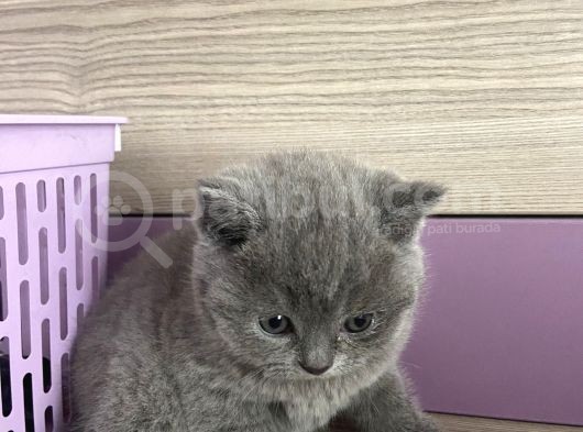 Bristh Shorthair görsel