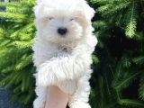 Maltese Mini Boy Yavrular