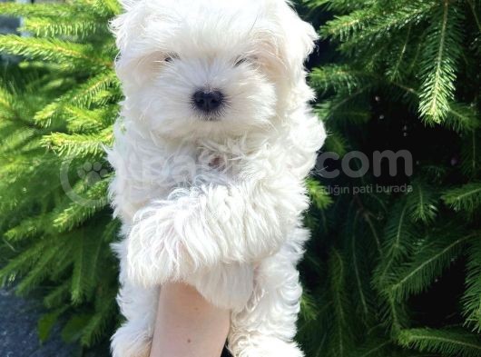 Maltese Mini Boy Yavrular görsel