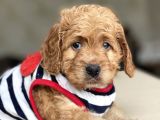 Show Kalite Maltipoo Bebekler