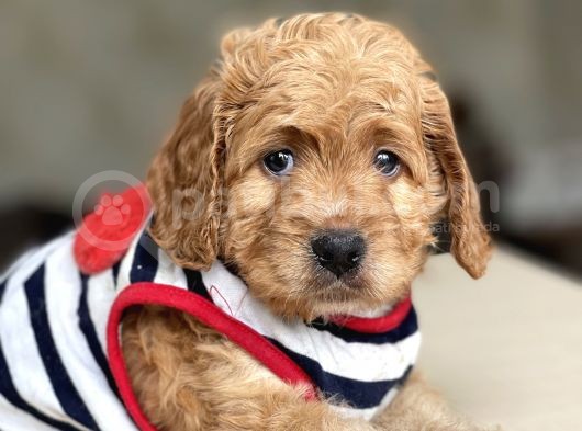 Show Kalite Maltipoo Bebekler görsel