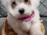 2 Aylik Di̇şi̇ Maltese Terri̇er