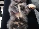 2 Aylık Scottish Fold Dişi Yavrumuz