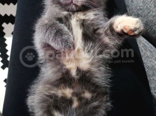 2 Aylık Scottish Fold Dişi Yavrumuz görsel