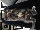 2 Aylık Scottish Fold Dişi Yavrumuz