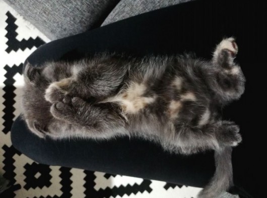 2 Aylık Scottish Fold Dişi Yavrumuz