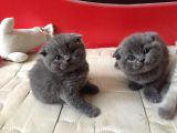 Scottish Fold & British Shorthair Yavrular Yeni Yuva Arıyor