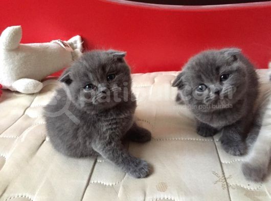 Scottish Fold & British Shorthair Yavrular Yeni Yuva Arıyor görsel
