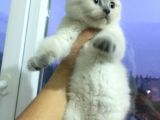 Scottish Fold & British Shorthair Yavrular Yeni Yuva Arıyor
