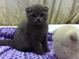 Scottish Fold & British Shorthair Yavrular Yeni Yuva Arıyor