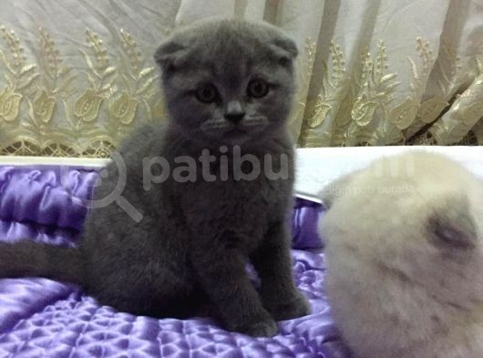 Scottish Fold & British Shorthair Yavrular Yeni Yuva Arıyor görsel