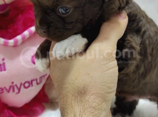 Show Kalitede Longhair Cihihuahua Şivava Yavruları
