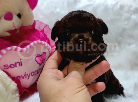 Show Kalitede Longhair Cihihuahua Şivava Yavruları görsel