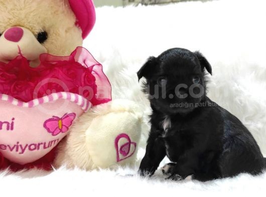 Show Kalitede Longhair Cihihuahua Şivava Yavruları görsel