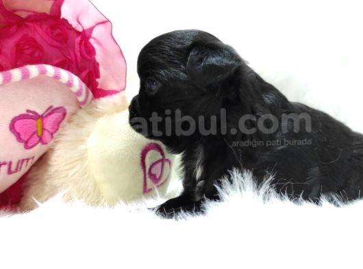 Show Kalitede Longhair Cihihuahua Şivava Yavruları görsel