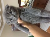 Scottish Fold & British Shorthair Yavrular Yeni Yuva Arıyor
