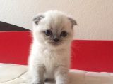 Scottish Fold & British Shorthair Yavrular Yeni Yuva Arıyor