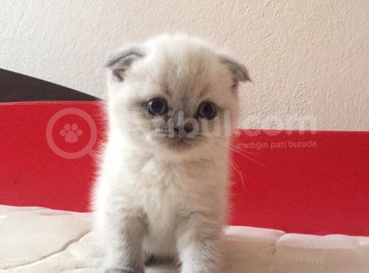 Scottish Fold & British Shorthair Yavrular Yeni Yuva Arıyor görsel