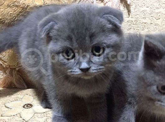 Scottish Fold & British Shorthair Yavrular Yeni Yuva Arıyor görsel