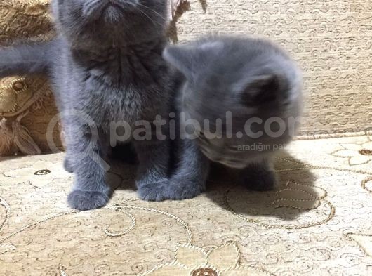 Scottish Fold & British Shorthair Yavrular Yeni Yuva Arıyor görsel