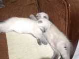 Scottish Fold & British Shorthair Yavrular Yeni Yuva Arıyor