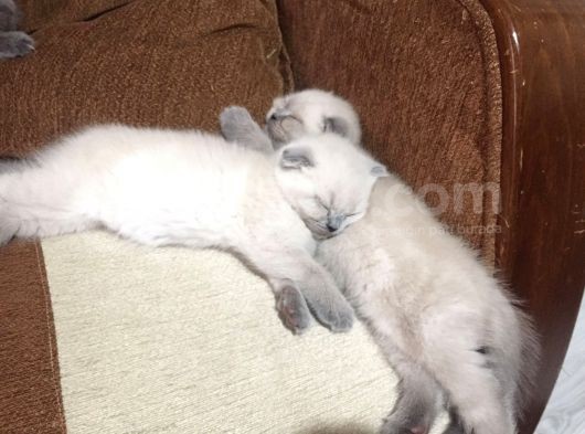 Scottish Fold & British Shorthair Yavrular Yeni Yuva Arıyor görsel