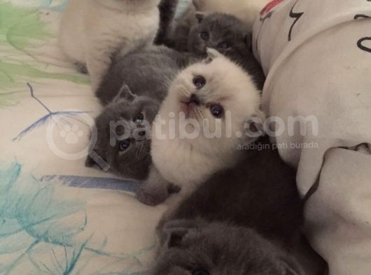 Scottish Fold & British Shorthair Yavrular Yeni Yuva Arıyor görsel