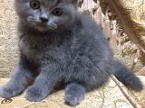 Scottish Fold & British Shorthair Yavrular Yeni Yuva Arıyor