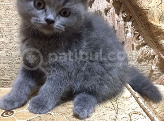 Scottish Fold & British Shorthair Yavrular Yeni Yuva Arıyor görsel