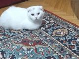 Kırık Kulak Utangac Pamuğumuzu Sahiplendiriyoruz