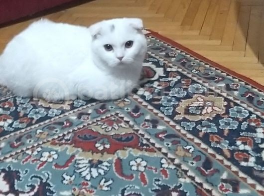 Kırık Kulak Utangac Pamuğumuzu Sahiplendiriyoruz