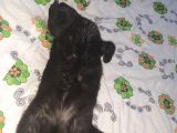 Kırık Kulak Erkek Kedimizi Sahiplendiriyoruzzz