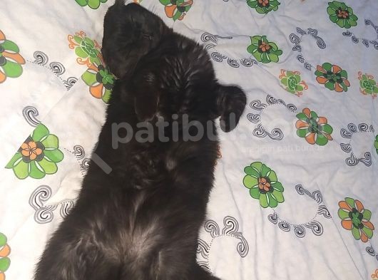 Kırık Kulak Erkek Kedimizi Sahiplendiriyoruzzz görsel