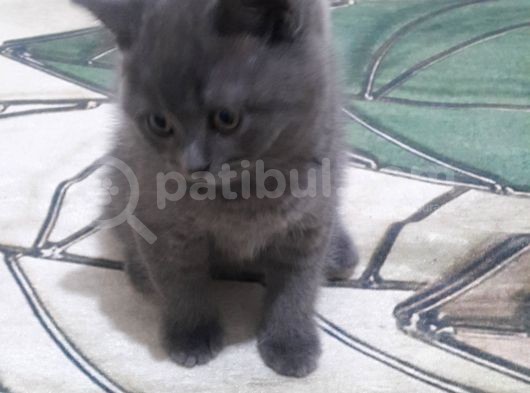2 Aylık Yavrular görsel
