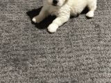 Orjinal Maltipoo Yavrumuz