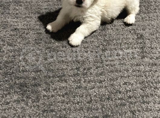 Orjinal Maltipoo Yavrumuz görsel