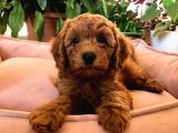 Orjinal Toy Poodle