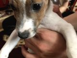 Jack Russell Teriyer