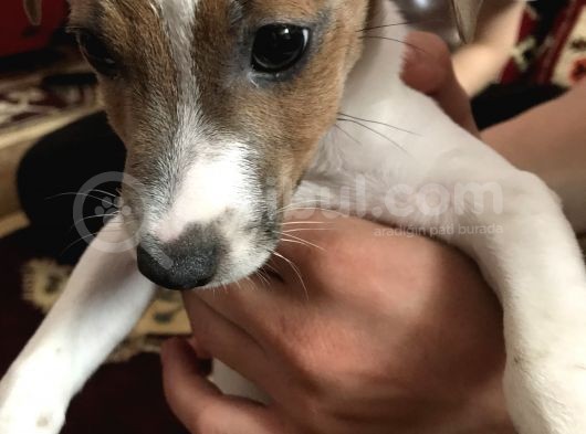 Jack Russell Teriyer görsel