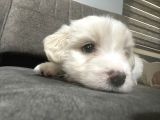 Orjinal Maltipoo Yavrumuz