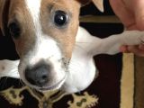 Jack Russell Teriyer