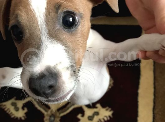 Jack Russell Teriyer görsel