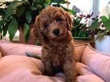 Orjinal Toy Poodle