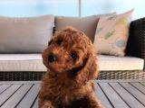 Orjinal Toy Poodle