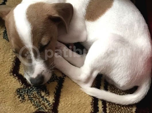 Jack Russell Teriyer