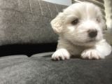 Orjinal Maltipoo Yavrumuz