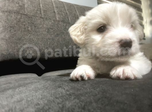 Orjinal Maltipoo Yavrumuz